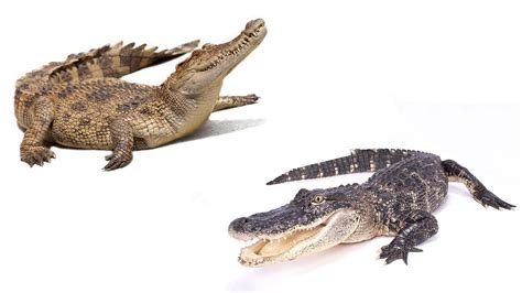 Alligator vs. Crocodile: What's the Difference? | Flipboard