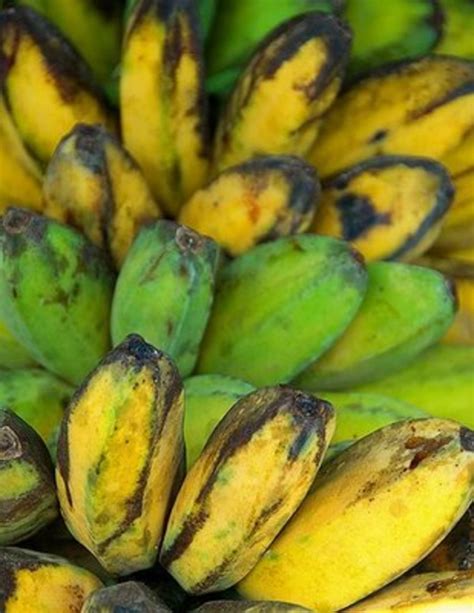 Lossing Weight?HAve you Tried Saba Banana Diet?(Saging na Saba) - HubPages