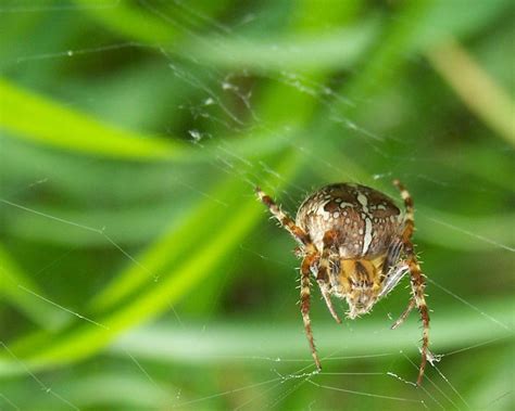 European Garden Spider by danielmercieca on DeviantArt