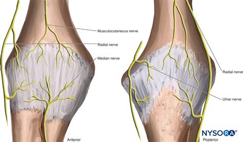 Knee Arthritis Pain is Caused by Nerves - Acupuncture , Dry Needling, Prolotherapy in Tampa, FL