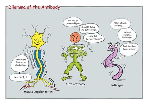 Molecular Mimicry in Guillain-Barre Syndrome - Creative Med Doses