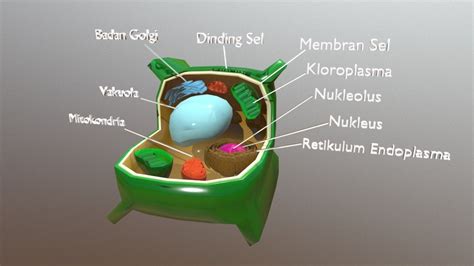 Sel Tumbuhan - 3D model by FR_CG [b162192] - Sketchfab