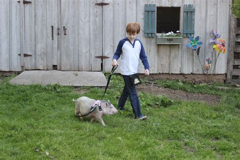 Mini Pig Harness & Leash Training-New Adventures with your Mini Pig