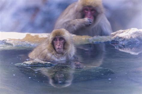 Plants & Animals | National Parks of Japan