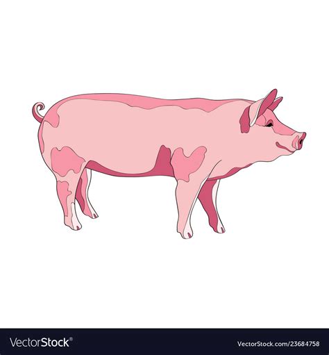 Pig side view color Royalty Free Vector Image - VectorStock