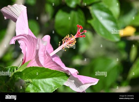 Flor de maga hi-res stock photography and images - Alamy