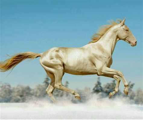 Lo Desconocido: El caballo 'dorado' Akhal-Teke ¿el más bonito del mundo?