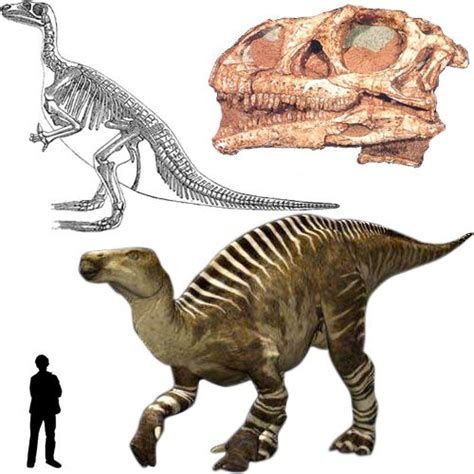 Iguanodon : Classification Règne Animalia Embranchement Chordata Sous-embr. Vertebrata Classe ...