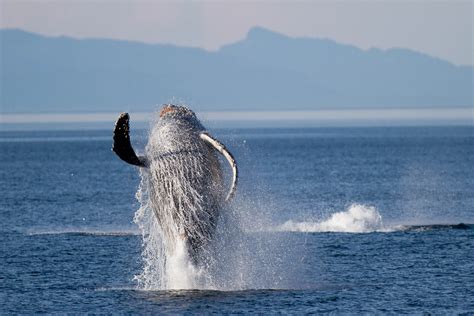 Wildlife-whale-breaching-alaska-john-greengo