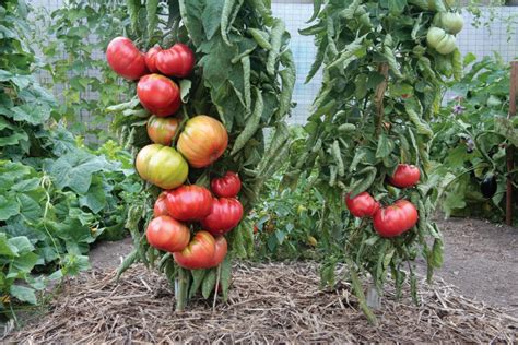 The mad science behind vegetable grafting - The Washington Post