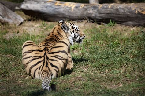 Tiger Poo Apparently Effective at Warding Off Pests