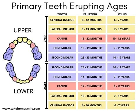 Eruption of Teeth Chart for Primary and Adult Teeth - Take Home Smile