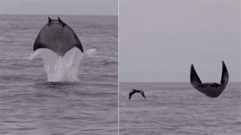 ‘Flying’ manta ray jumps out of water as a bird flies by. Watch ...