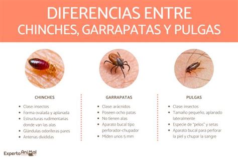 Diferencias entre chinches, garrapatas y pulgas