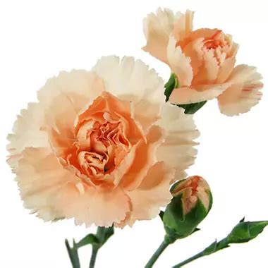 Mini Carnations - Peach - 150 Stems - Sam's Club