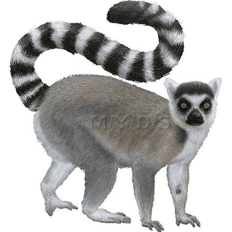 Lemur clipart - Clipground