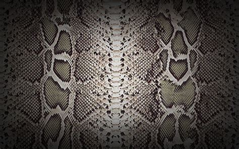 Snakeskin Wallpapers - Wallpaper Cave