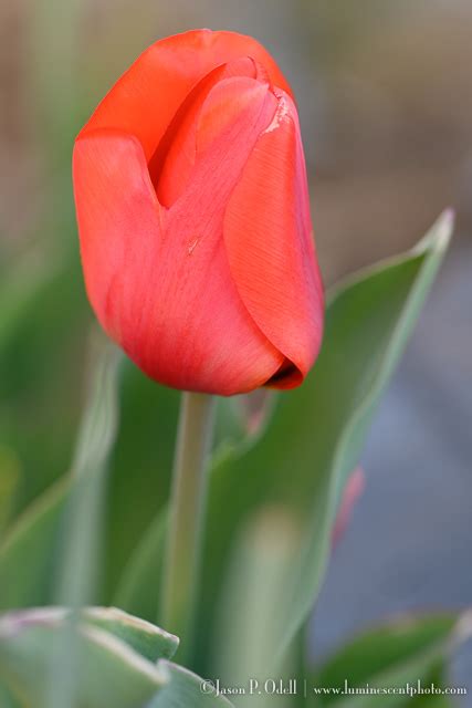 Tips for Photographing Flowers - Jason P. Odell Photography