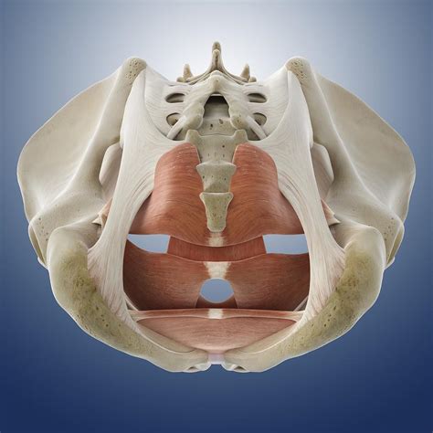 Male pelvic floor, artwork by Science Photo Library