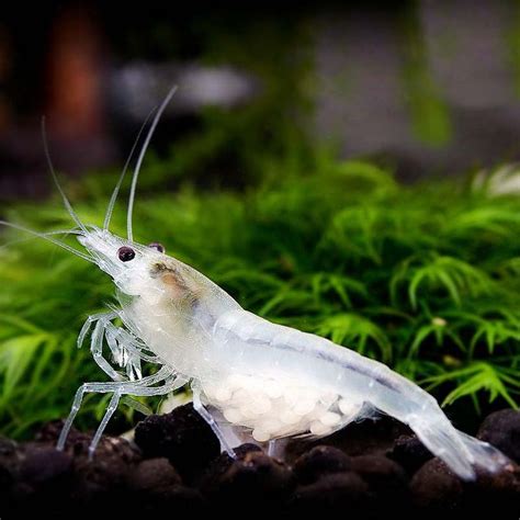 Snowball shrimp – Detailed Guide: Care, Diet and Breeding | Cherry shrimp, Shrimp tank, Shrimp