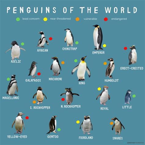 Penguin Species Guide : r/coolguides