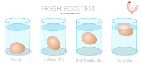 Egg Float Test: How to Tell Which Eggs Are Fresh - Know Your Chickens