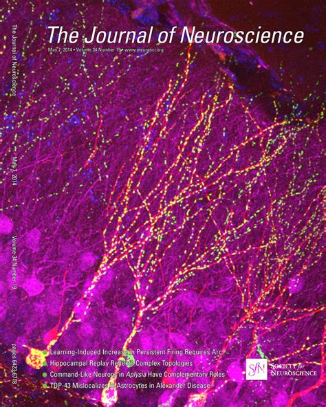 Table of Contents — May 07, 2014, 34 (19) | Journal of Neuroscience