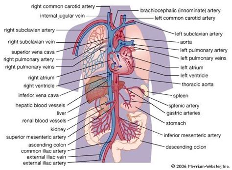 Anatomy and the function of the circulatory system | Britannica