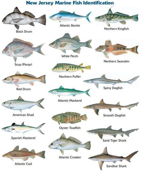 Pin en FISHING IDENTIFICATIONS | Pesca