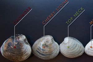 A Guide to Different Types of Clams | Marx Foods Blog