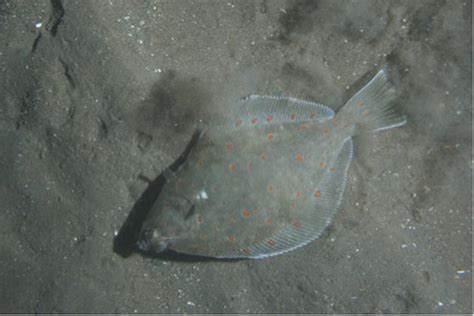 Bottom trawling reduces size of commercially important flatfish