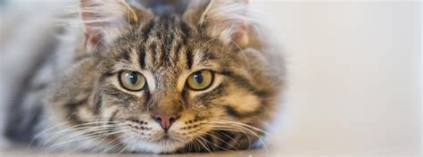 4 Types of Cat Cancer and Their Common Symptoms | Rau Animal Hospital