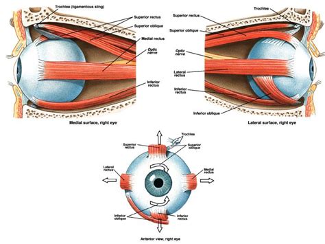 Eye Muscles