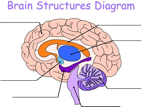 Brain Structures Diagram | Brain structure, Brain structure diagram, Brain diagram