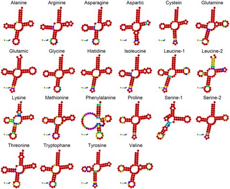 Secondary structure of tRNAs in the mitochondrial genome of Panulirus... | Download Scientific ...