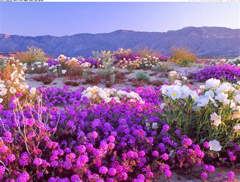 Life of an Indian Marianist: Flowers in the Desert!