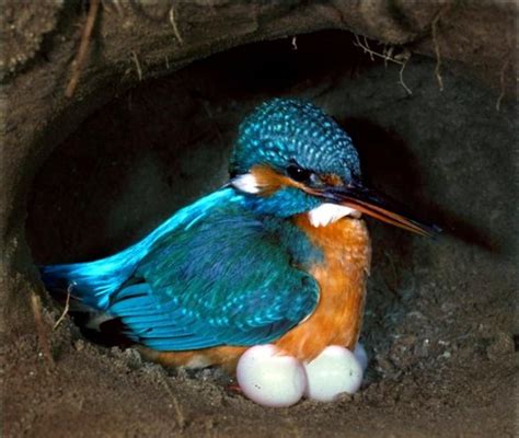 A mother at work | Common kingfisher, Pet birds, Beautiful birds