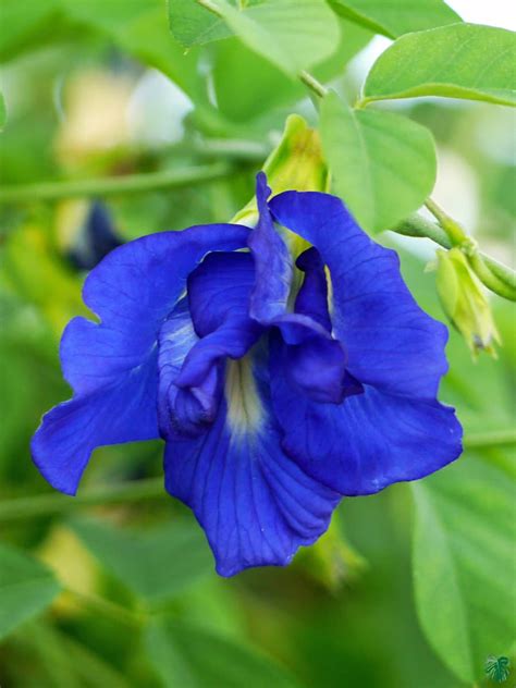 Nilkantha - Clitoria Ternatea - Aparajita Flower for Sale | Peppyflora®