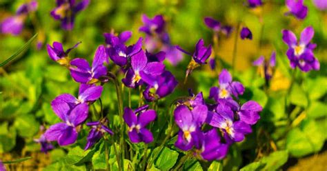 Viola Odorata: Learn Sweet Violet Growing and Care