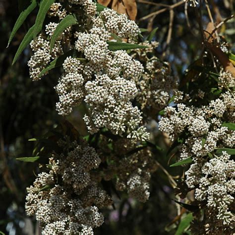 Buddleja salviifolia - Wildflower Nursery