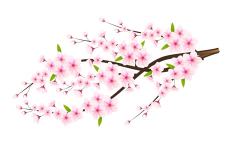 Cherry Blossom Pink Flowers Anime Plants 1920x1080 Wa - vrogue.co