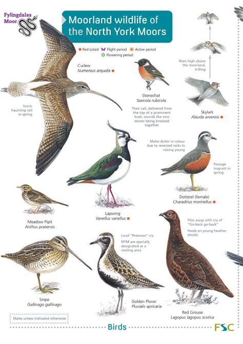 Moorland wildlife of the North York Moors – Field Studies Council