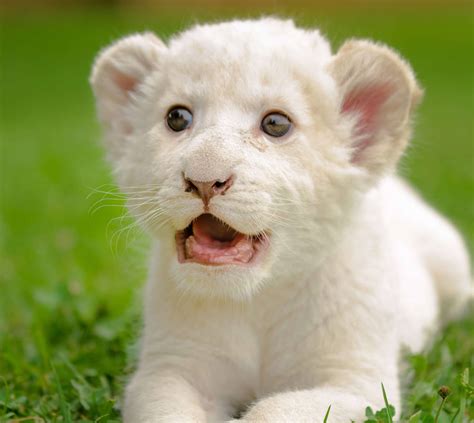 White Lion Baby Wallpaper