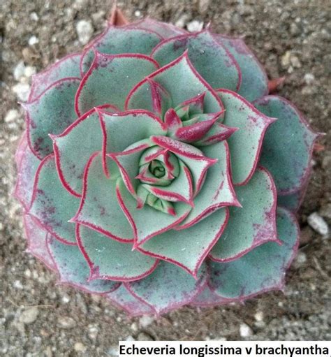 Echeveria longissima v brachyantha / 20 seeds - UnusualSeeds