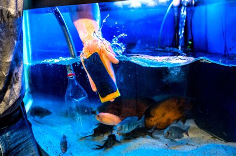 A Complete Guide for How to Clean a Fish Tank - Neighbor Blog