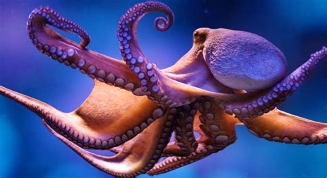 50 Facts about Octopus Existence and The Camouflage Skills