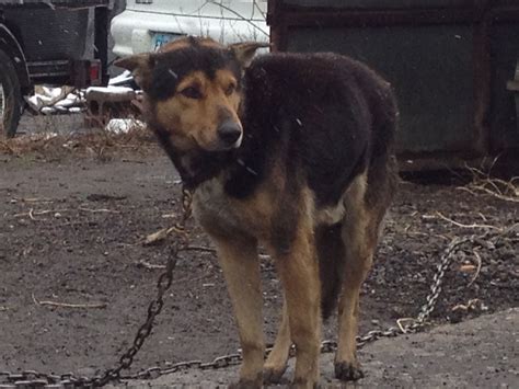 The real #junkyarddog | Junkyard dog, Canine, Dogs