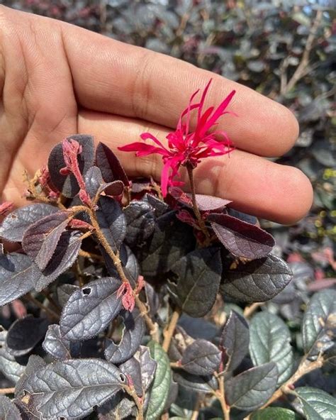 When and How To Prune Loropetalum | Loropetalum Pruning Guide