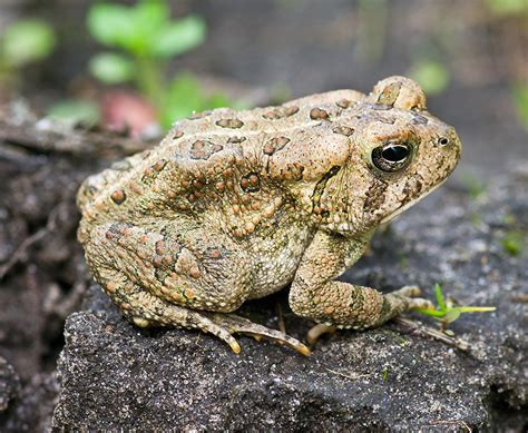 Fowler's Toad (Bufo fowleri) | A young Fowler's Toad along a… | Flickr