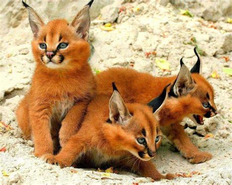 Too cute! | Caracal kittens, Cute animals, Wild cats